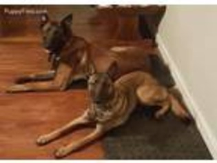 Belgian Malinois Puppy for sale in Rainsville, AL, USA
