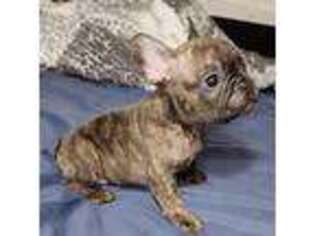 French Bulldog Puppy for sale in Irving, TX, USA