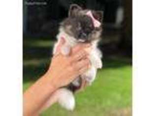 Pomeranian Puppy for sale in Gig Harbor, WA, USA