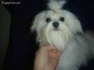 Maltese Puppy for sale in Columbia, KY, USA