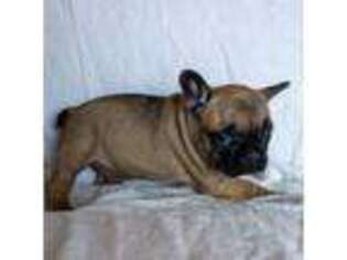 French Bulldog Puppy for sale in Elk River, MN, USA