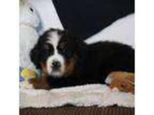Bernese Mountain Dog Puppy for sale in Bayard, NE, USA
