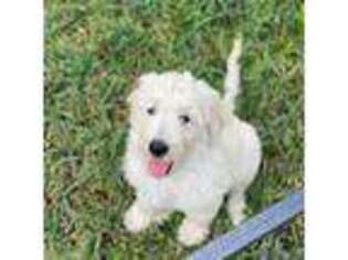 Goldendoodle Puppy for sale in Weirsdale, FL, USA