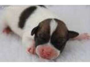 Jack Russell Terrier Puppy for sale in Riverside, CA, USA
