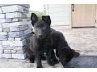 German Shepherd Dog Puppy for sale in Athol, ID, USA