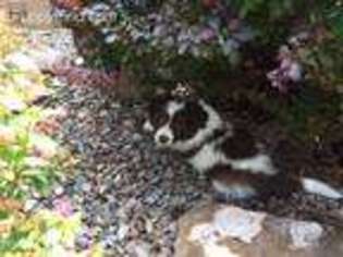 Border Collie Puppy for sale in Durango, CO, USA