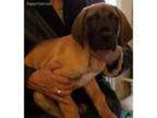 Great Dane Puppy for sale in Indian Head, MD, USA