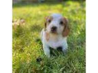 Dachshund Puppy for sale in Alexandria, VA, USA
