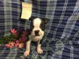 Boston Terrier Puppy for sale in Fort Plain, NY, USA