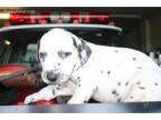 Dalmatian Puppy for sale in Newcomerstown, OH, USA
