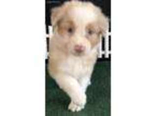 Australian Shepherd Puppy for sale in Jennings, FL, USA