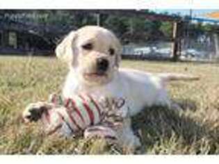 Labrador Retriever Puppy for sale in Sulphur, LA, USA