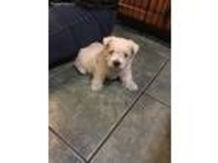West Highland White Terrier Puppy for sale in New Portland, ME, USA