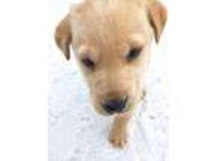 Labrador Retriever Puppy for sale in Greenville, MI, USA