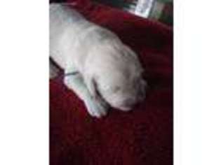 Mutt Puppy for sale in Fowlerville, MI, USA
