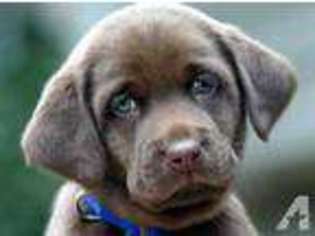 Labrador Retriever Puppy for sale in LITCHFIELD PARK, AZ, USA