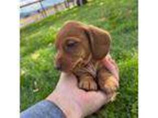 Dachshund Puppy for sale in Benton City, WA, USA