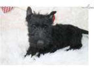 Scottish Terrier Puppy for sale in Springfield, MO, USA