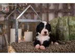 Mutt Puppy for sale in English, IN, USA