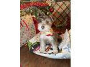 Mutt Puppy for sale in Soper, OK, USA