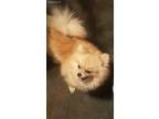 Pomeranian Puppy for sale in Scottsboro, AL, USA
