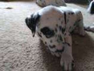 Dalmatian Puppy for sale in Colorado Springs, CO, USA