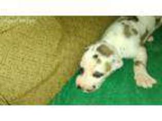 Great Dane Puppy for sale in Deridder, LA, USA