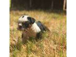 Bulldog Puppy for sale in Denton, TX, USA