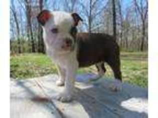 Boston Terrier Puppy for sale in Dora, MO, USA