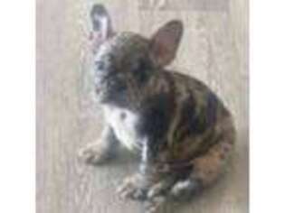 French Bulldog Puppy for sale in Cleveland, OH, USA