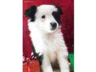 American Eskimo Dog Puppy for sale in West Lafayette, OH, USA