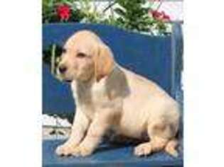 Labrador Retriever Puppy for sale in Crewe, VA, USA