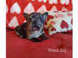 French Bulldog Puppy for sale in Louisa, VA, USA