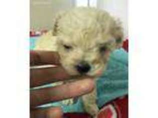 Mutt Puppy for sale in Wrightsville, GA, USA