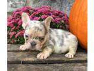 Medium Photo #1 French Bulldog Puppy For Sale in Berlin, OH, USA