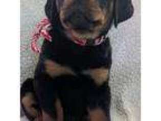 Rottweiler Puppy for sale in Orange, TX, USA