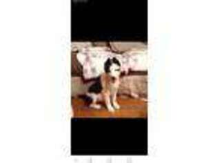 Border Collie Puppy for sale in Canyon, TX, USA