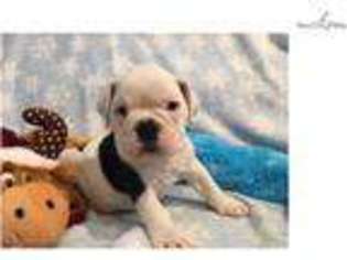 Olde English Bulldogge Puppy for sale in West Palm Beach, FL, USA