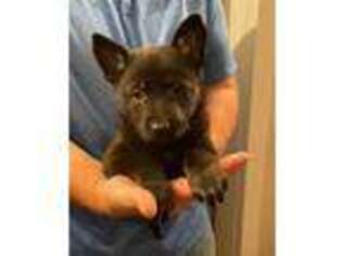 German Shepherd Dog Puppy for sale in Sioux Center, IA, USA
