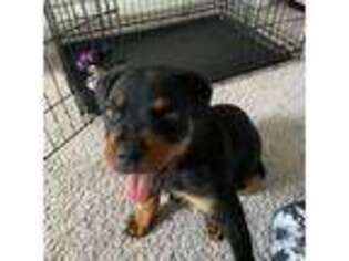 Rottweiler Puppy for sale in Canton, GA, USA