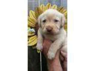 Labrador Retriever Puppy for sale in East Sparta, OH, USA