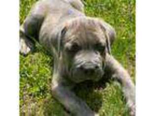 Cane Corso Puppy for sale in Bowie, MD, USA