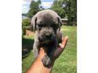 Cane Corso Puppy for sale in Shelby, NC, USA