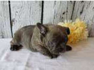 French Bulldog Puppy for sale in Eagar, AZ, USA