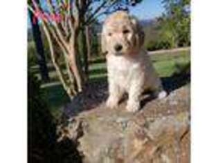 Mutt Puppy for sale in Kirby, AR, USA