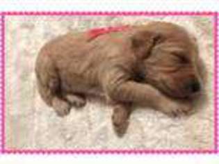 Goldendoodle Puppy for sale in Lula, GA, USA
