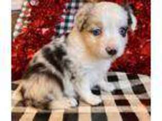 Miniature Australian Shepherd Puppy for sale in Hickory, KY, USA