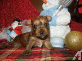 Yorkshire Terrier Puppy for sale in COLUMBIA FALLS, MT, USA