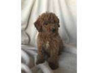 Labradoodle Puppy for sale in Sanger, CA, USA