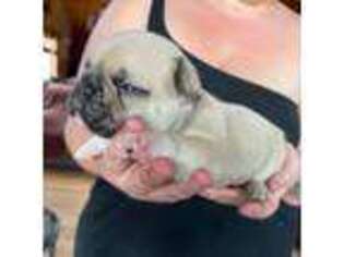 French Bulldog Puppy for sale in Amberg, WI, USA